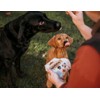 Soopa Banana & Pumpkin Puppy Healthy Bites 50gm