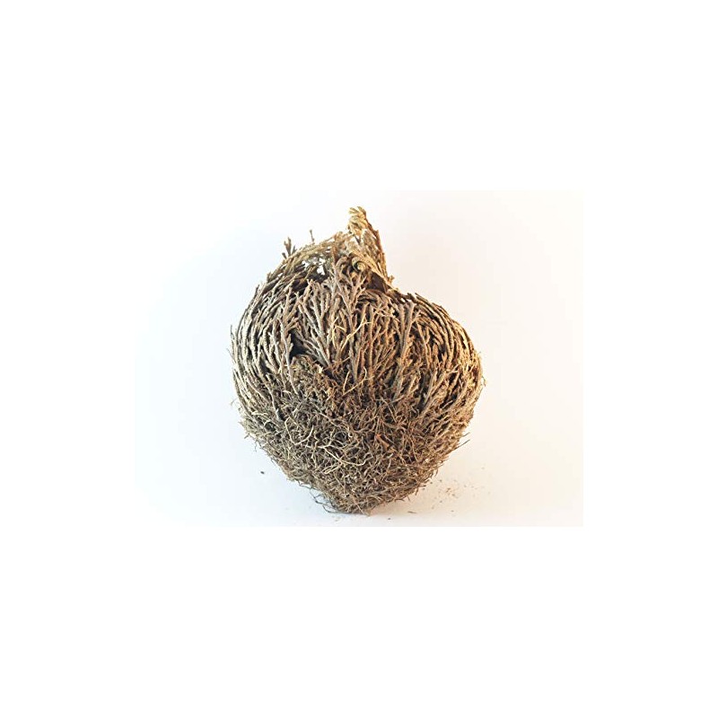 Luchea's Psychic World Herbs-Rose of Jericho-Whole