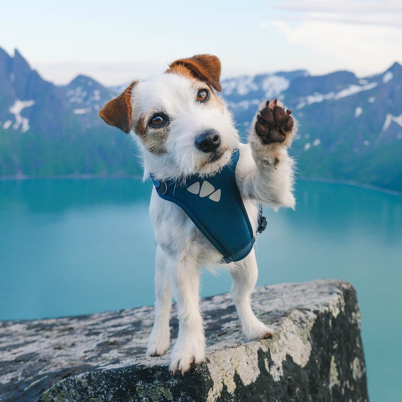 Hurtta Active Dog Harness, Raven, 39-47 in