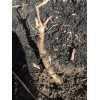 4 Cascade Hop rhizomes Fresh Dug As Ordered