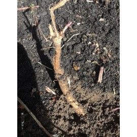 4 Cascade Hop rhizomes Fresh Dug As Ordered