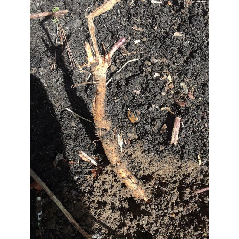 4 Cascade Hop rhizomes Fresh Dug As Ordered