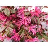 Ruby LOROPETALUM - Size: 1 Gallon, Live Plant, Includes Special
