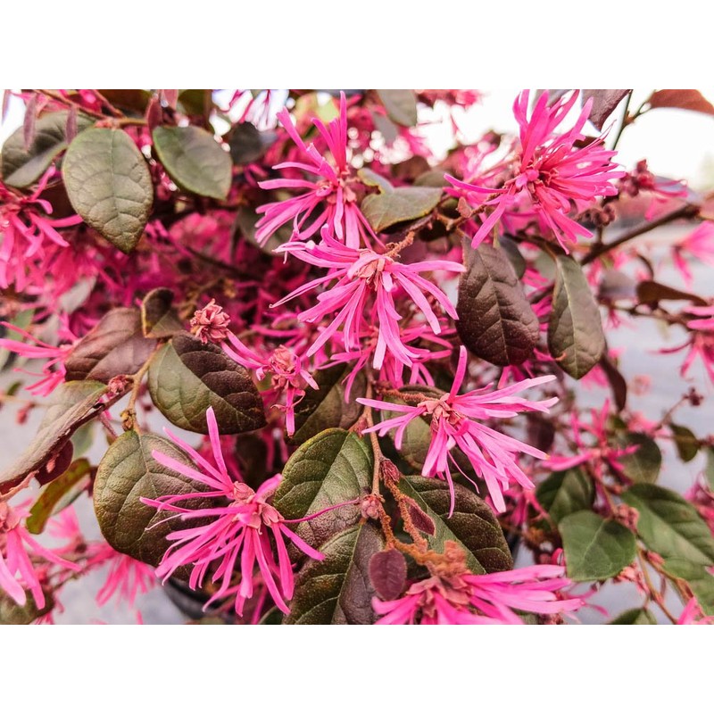 Ruby LOROPETALUM - Size: 1 Gallon, Live Plant, Includes Special