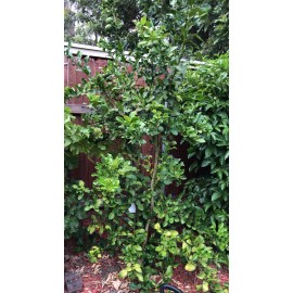 Fresh Organic Fresh Kaffir Lime Leaves ( Thai Lime Leaves) 1 Oz.