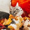 Thanksgiving Cat Collar Bow tie with Bell, Fall Holiday Turkey