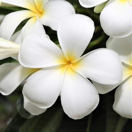 Hawaiian Unrooted White Tropical Plumeria Plant Cutting 1 Pack Z3 Discount Hawaiian Gifts