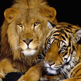 Lion and Tiger animals Zippered Pillow Cases Cover Cushion Case 18x18 Inch