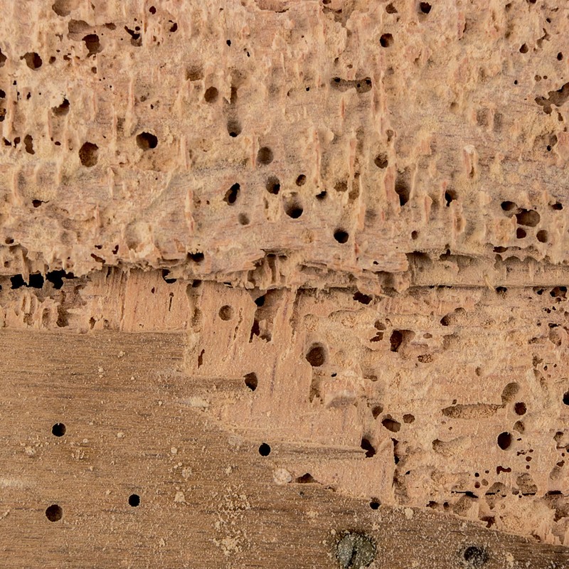 Dryzone Moisture Meter Detector – Damp Meter for Wood, Masonry