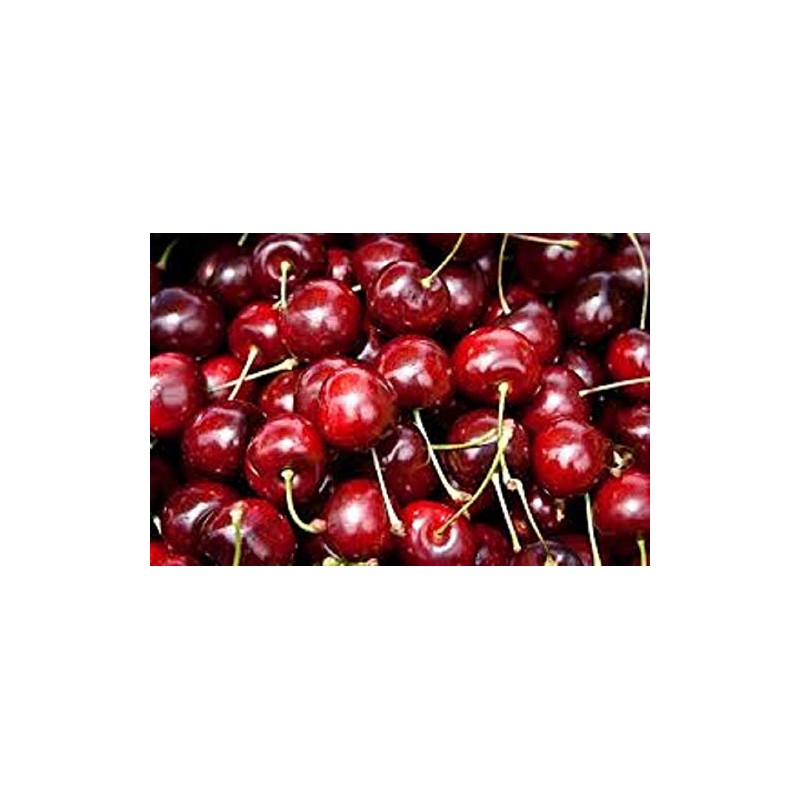 Harry & David Single Serve Coffee (Chocolate Cherry Decadence, 100