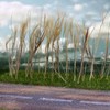 Cayway Static Grass Tuft Model Wheat Static Grass Terrain Model