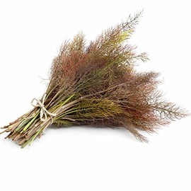 Bronze Fennel Herb Garden Seed - 0.25 Oz - Non-GMO, Herbal Gardening Seeds by Mountain Valley Seeds