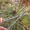 Bonsai Scissors Stainless Steel Leaf Sprout Shears with Long Handle