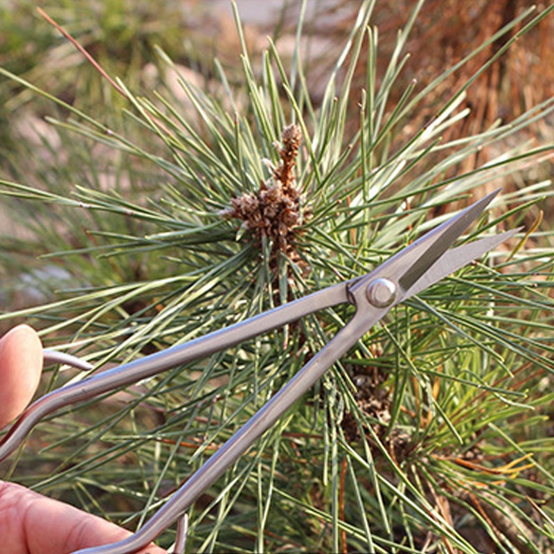 Bonsai Scissors Stainless Steel Leaf Sprout Shears with Long Handle