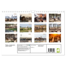 Pferde - Andalusiens wilder Westen (Wandkalender 2026 DIN A4 quer), CALVENDO Monatskalender