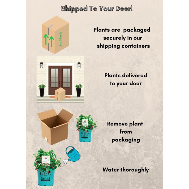 Bushel & Berry 2 Gal. Raspberry Shortcake Raspberry Shrub