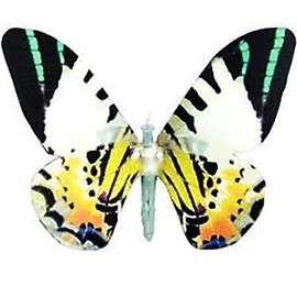 Active Aliforms Tropical Skipper Moving Butterfly