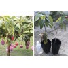 Homegarden Mango Live Tropical Fruit Tree 12”-25” Grafted Mango Tree