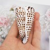 yaokan 2Pcs 2.5" Black Spot Ivory Conus Cone Shell Natural