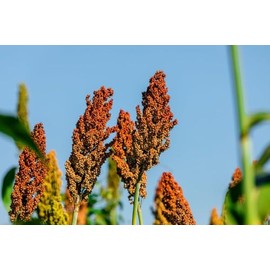 Sweet Sugar Cane Sorghum Seeds for Planting - Heirloom & Open-Pollinated Variety, Non-GMO Vegetable Seeds for Planting in The Home Garden (500 Seeds)