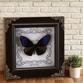 Real Butterfly Framed Handmade, Butterfly Display Shadow Box Collection, Framed Butterfly Taxidermy for Wall Art Decoration (J_Blue-Spotted Violet Butterfly)