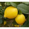 15 Seeds of Meyer Lemon Tree Seeds Rare Fruit Seeds
