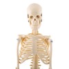 1pc Human Skeleton Anatomical Model Medical Anatomical Teaching Tool With