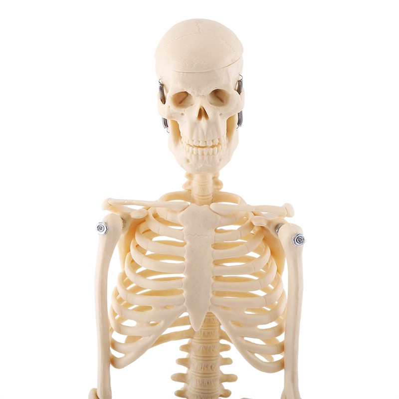 1pc Human Skeleton Anatomical Model Medical Anatomical Teaching Tool With