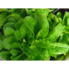 Corn Salad (Mache, Lamb's Lettuce) Seeds- 300+ Seeds 2021 Seeds by Ohio Heirloom Seeds