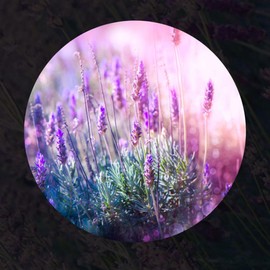 Partner company Skinbolic Lavender Oil Serum 30ml / 스킨볼릭 라벤더 오일 세럼 30ml