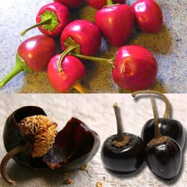 Sunshine Seeds Cascabel Chili Pepper Seeds (15) / MEXICAN CUISINE / ORGANIC / FLORIDA GROWN