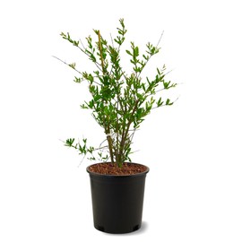 American Plant Exchange Pomegranate Tree 'Wonderful' – 5-Gallon Pot – Live Fruit-Bearing Tree, Cold-Hardy, Sweet & Tart Red Fruit for Home Orchards, Patios, Gardens & Edible Landscapes