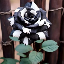 Nygardenia 20pcs Rare Black & White Rose Seeds - Non-GMO Heirloom Variety