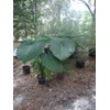 Mary’s Giant Colocasia - Elephant Ear - Taro – One