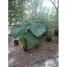 Mary’s Giant Colocasia - Elephant Ear - Taro – One Gallon Plant