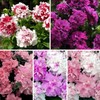 300pcs Mixed Double Petunia Seeds Flowers Seed - Double Cascade