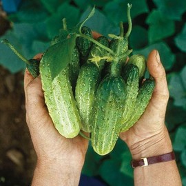 TomorrowSeeds - National Pickling Cucumber - 50+ Count - Specially Bred Best Producer Gherkins Pickles Cucumbers Vegetable Seeds Heirloom Fresh for 2025