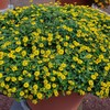 Outsidepride Creeping Zinnia - 4000 Seeds