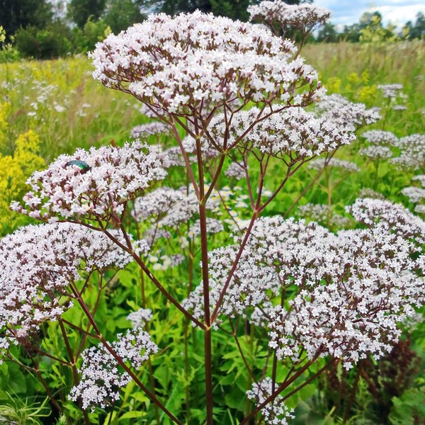 Outsidepride Outsidepride 5000 Seeds Perennial Valerian Herb Garden Seeds for