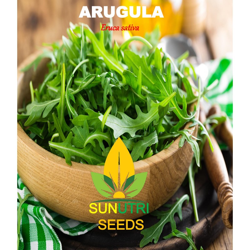 Arugula Seeds, 250+ Heirloom, Non GMO Seeds, Eruca Sativa.