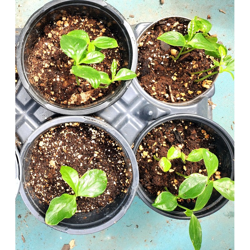 10 Pcs Banana Shrub Seeds Michelia Figo Fragrant Ready to