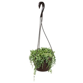 Raindrops Succulents Plants Live in Hanging Planter, Succulent Plant Basket Indoor Plants, Live Succulents Plants, Hanging Plants Succulents Live Trailing Succulent Plants Live by Plants for Pets