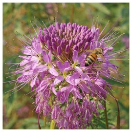 Everwilde Farms - 1 Oz Rocky Mountain Bee Plant Native Wildflower Seeds - Gold Vault
