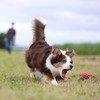 PLATZ PET SUPPLIES & FUN Dog Toy Atomic Ball Mini