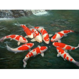 Handicrafts Diamond Embroidery Koi Fish 5D DIY Diamond Painting Nine Koi Fish Home Wall Decoration 30x40cm