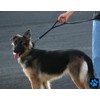 Max and Neo Double Handle Traffic Dog Leash Reflective -