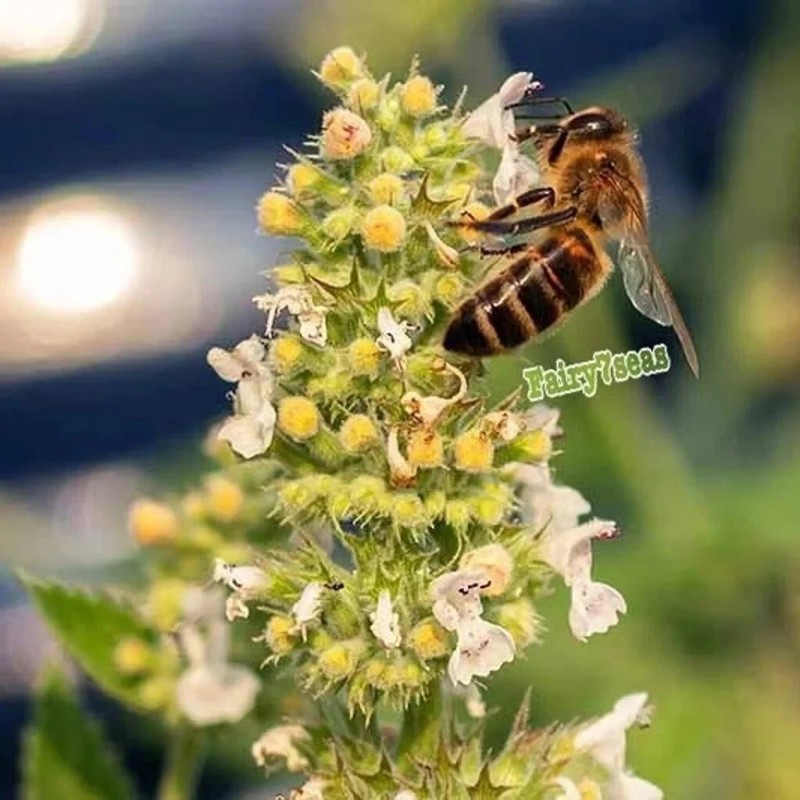 Fairy7Seas Lemon Balm Seeds - Melissa officinalis - Honey Plant