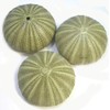 Set of 6 Large Green Sea Urchin Shells for Beach
