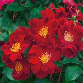 Heirloom Roses Rose Plant - Top Gun Red Rose Bush, Shrub Live Plant for Planting Outdoors
