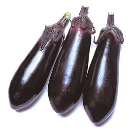Eggplant Seeds - Money Maker 2 - Hybrid - 500 Mg Packet ~113 Seeds - Non-GMO, F1 Hybrid - Asian Garden Vegetable
